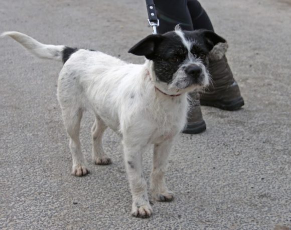 Mr. Yoda ! Transportpaten gefunden – Danke Herr D. Schaefer-Sell ! ♥vermittelt an die Boxernothilfe♥