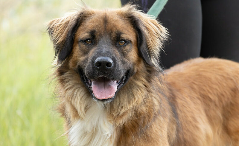 Perec ♥ vermittelt in Ungarn ♥