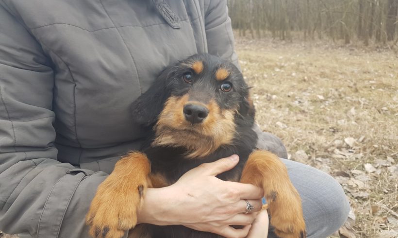 Balvany -vermittelt in Ungarn-