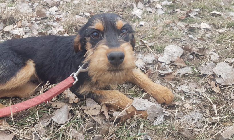 Bendo ♥ vermittelt ♥