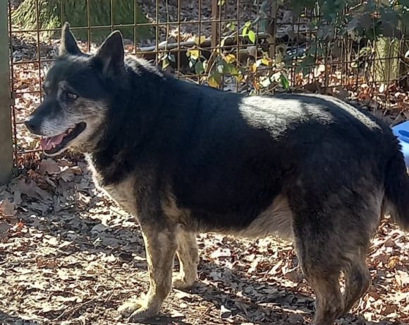 Cassandra ! Transportpaten gefunden – Danke M. Luft ♥vermittelt an das Tierheim Dillenburg♥