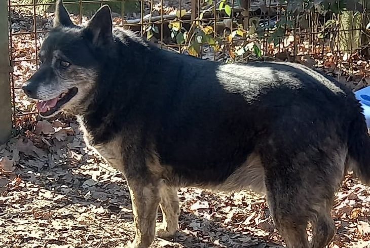 Cassandra ! Transportpaten gefunden – Danke M. Luft ♥vermittelt an das Tierheim Dillenburg♥