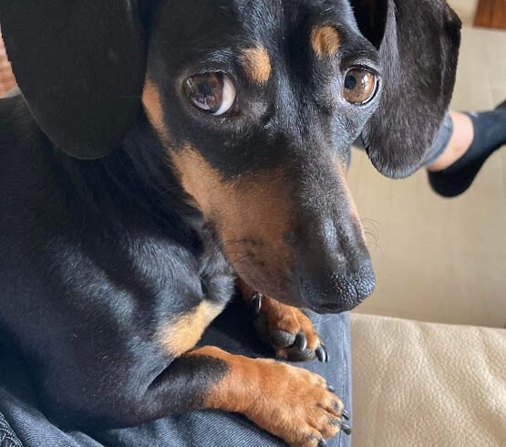 Málna 2 ♥ Vermittelt nach Österreich ♥