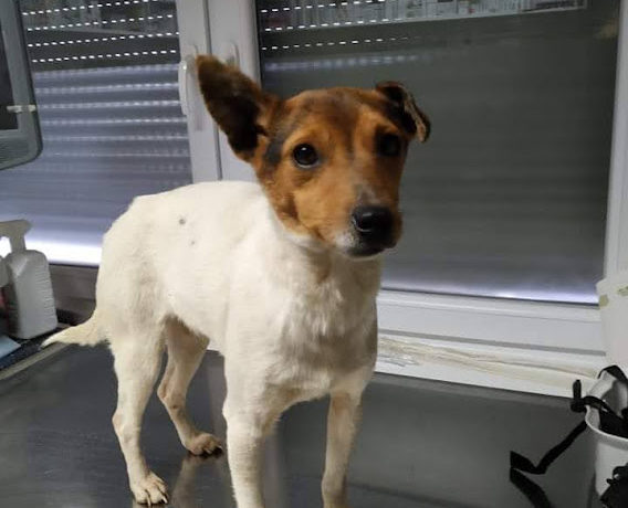 Szasza !Transportpaten gefunden – Danke Fr. C. George! ♥vermittelt an das TH Dillenburg♥