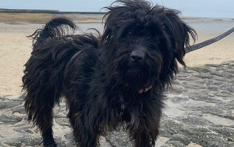 Lia – seit März 2022 auf PS in 91056 Erlangen – ♥ vermittelt ♥