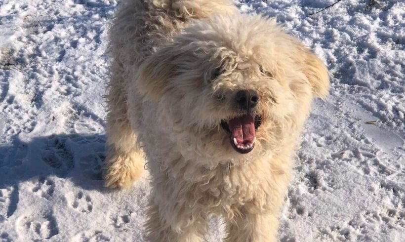 Balthazar ♥vermittelt an die Nothilfe für Hunde♥