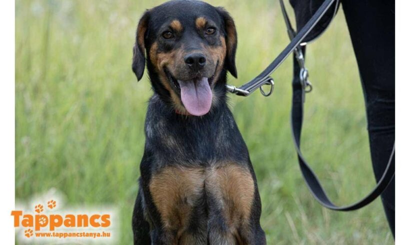 Berti ♥ vermittelt in Ungarn ♥