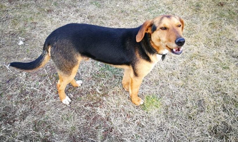 Chilli •vermittelt•