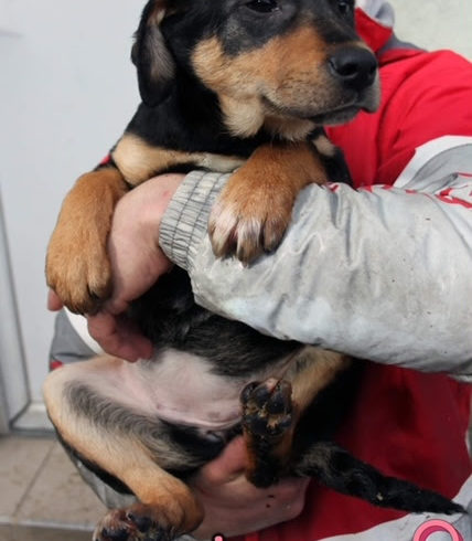 Luca 4 ♥vermittelt♥ an die Nothilfe für Hunde
