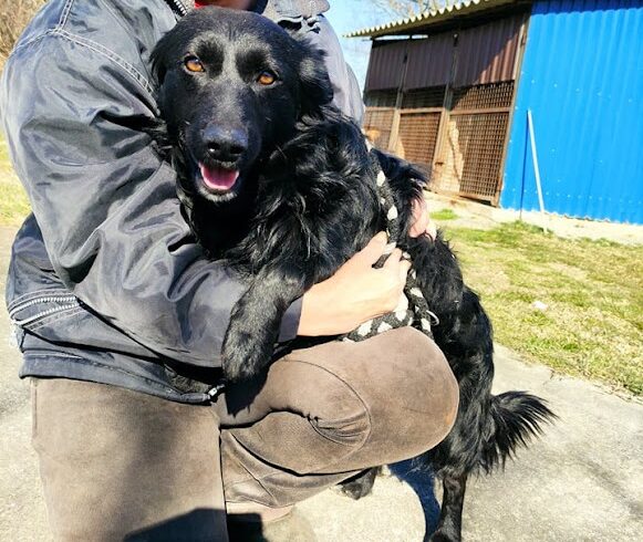 Mustar ♥ vermittelt ♥