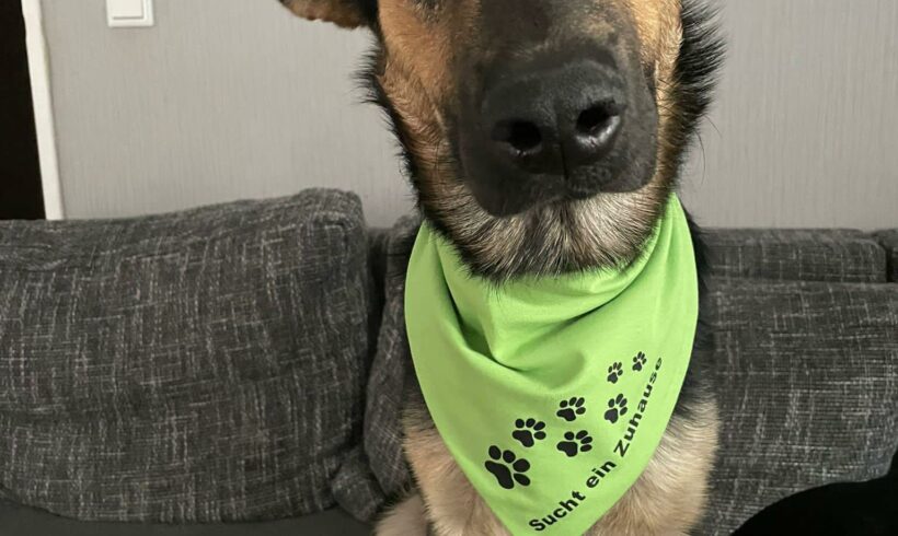 Miro ♥ Auf PS in 34125 Kassel ♥ vermittelt ♥