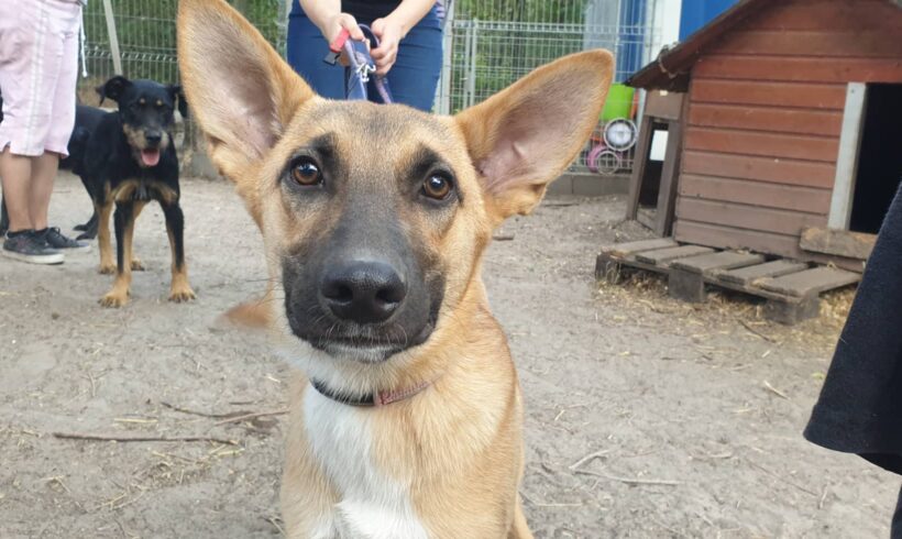 Hapci 2 ♥ vermittelt in Ungarn ♥