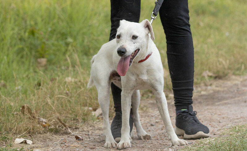 Havas ♥vermittelt in Ungarn ♥