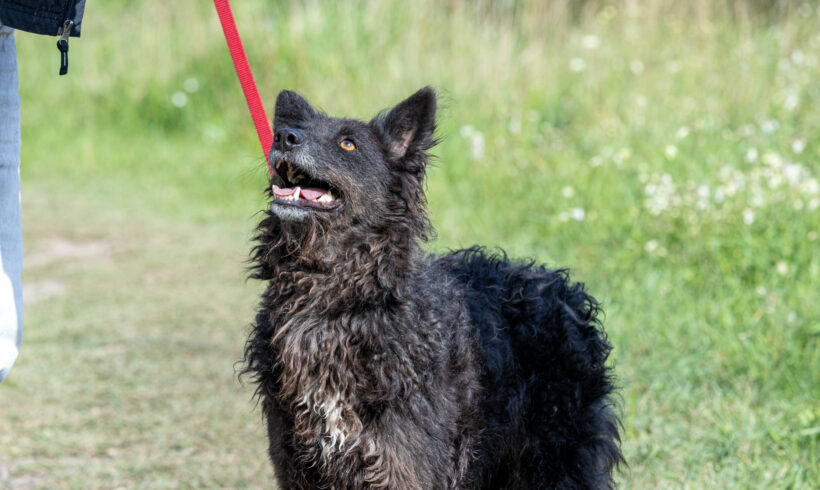 Bogi 6 – vermittelt in Ungarn ♥