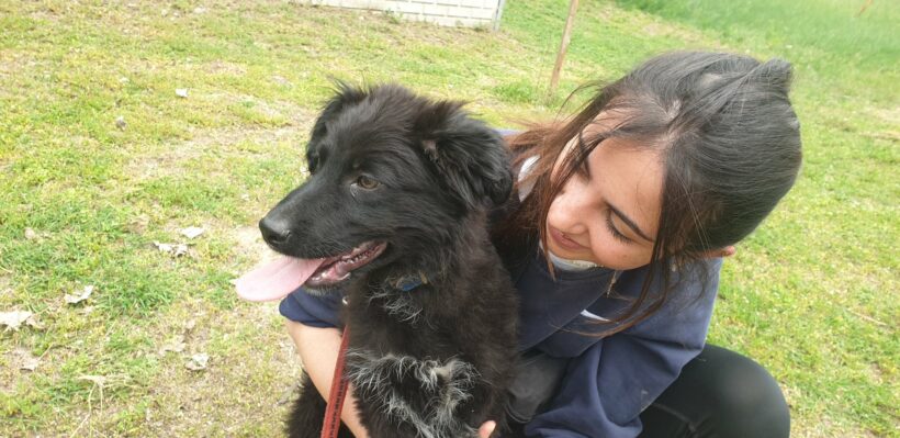 Cupak ♥ vermittelt an „Nothilfe für Hunde “ in Österreich ♥
