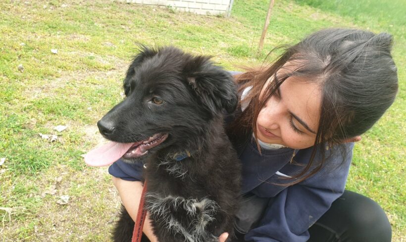 Cupak ♥ vermittelt an „Nothilfe für Hunde “ in Österreich ♥