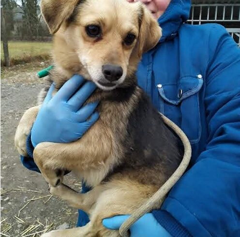 Tobi 3 ♥vermittelt♥ ♥ Auf Pflegestelle in 95355 Presseck ♥