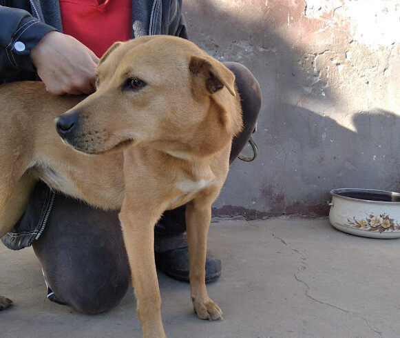 Szizsi ♥ vermittelt in Ungarn ♥