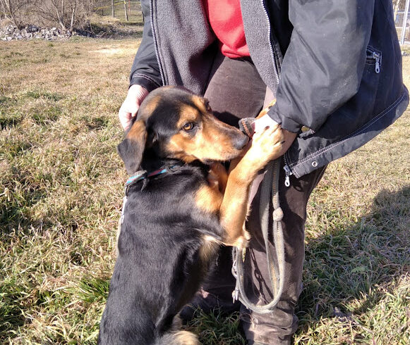 Pamacs 6 ♥ vermittelt an „Nothilfe für Hunde“ in Österreich ♥