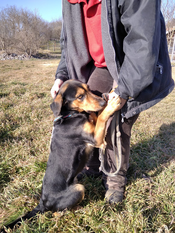 Pamacs 6 ♥ vermittelt an „Nothilfe für Hunde“ in Österreich ♥