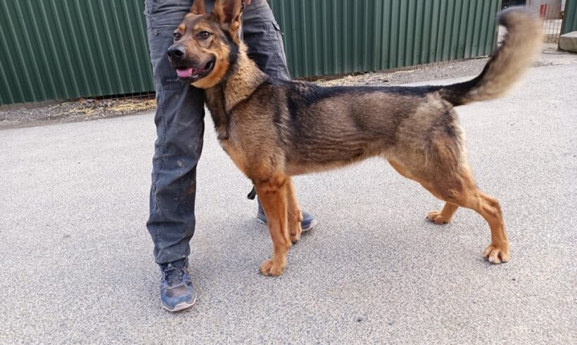 Amber •vermittelt•