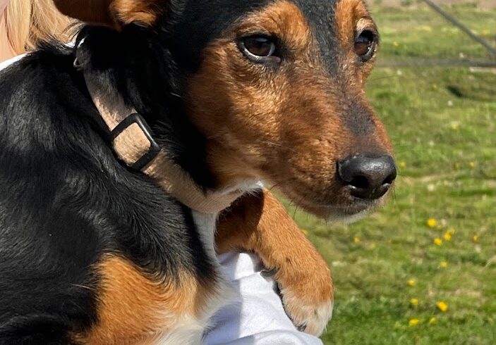 Buksi 8 ♥vermittelt♥ auf PS in 95355 Presseck