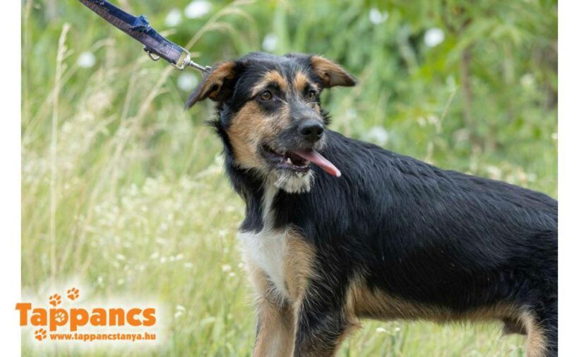 Charlie 3 ♥ vermittelt an „Nothilfe für Hunde“ in Österreich ♥