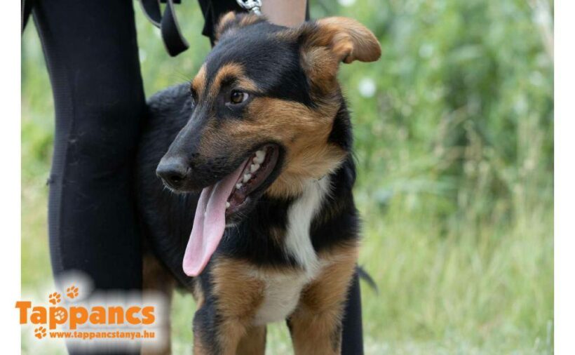 Chester ♥ vermittelt an „Nothilfe für Hunde“ in Österreich“ ♥