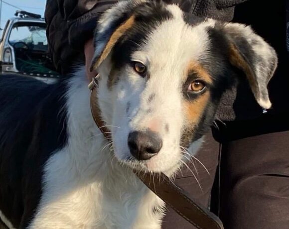 Diesel ! Transportpaten gefunden – Danke an Frau Ihrig! ♥vermittelt an Berner Sennenhunde in Not♥