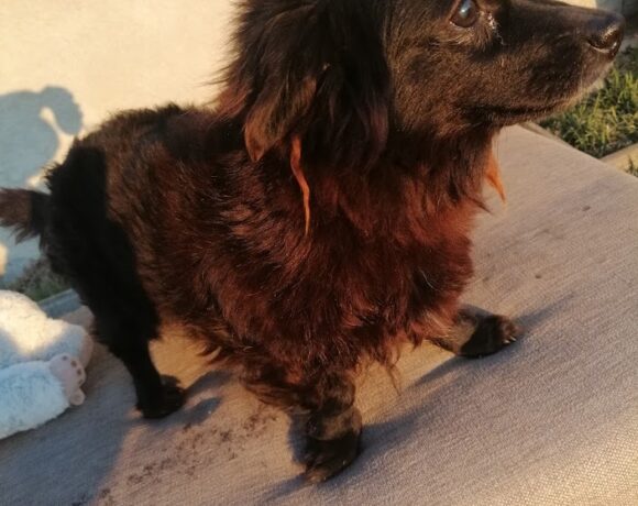 Dudva !Ausreisepaten gesucht, Transportpaten gefunden Danke an Frau M. Pagel! ♥vermittelt♥ 4-2022