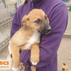 Henna 2 ♥ vermittelt nach Österreich an „Nothilfe für Hunde“ ♥