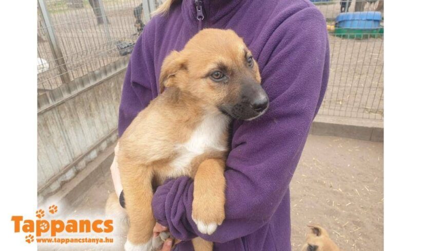 Henna 2 ♥ vermittelt nach Österreich an „Nothilfe für Hunde“ ♥