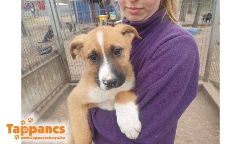 Henri – vermittelt in Ungarn –