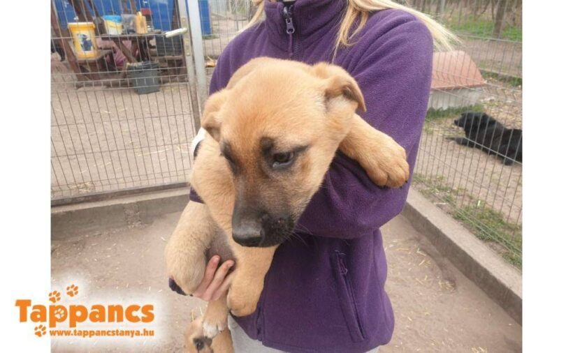 Huszar 2 ♥ vermittelt nach Österreich an „Nothilfe für Hunde“ ♥