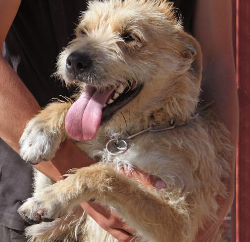 Odine 2 •vermittelt•