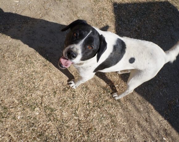 Panda !Transportpaten gefunden – Danke Fr. Dr. Tillinger ♥vermittelt an das TH Dillenburg♥