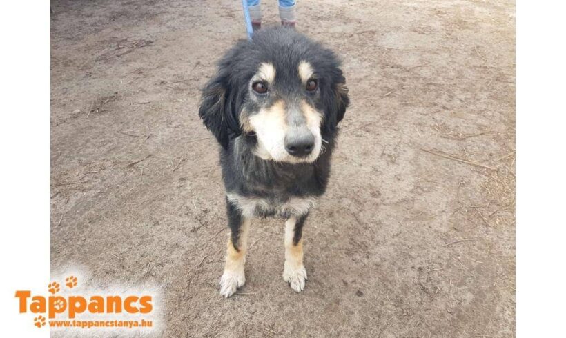 Prüscök ♥ vermittelt ♥