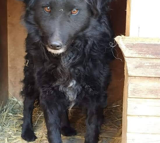 Csipesz 2 ♥ vermittelt ♥