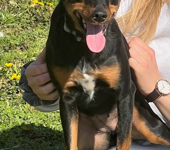 Suzy 2 ♥vermittelt♥