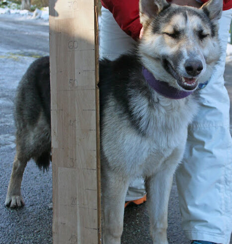 Szilvi ♥vermittelt♥