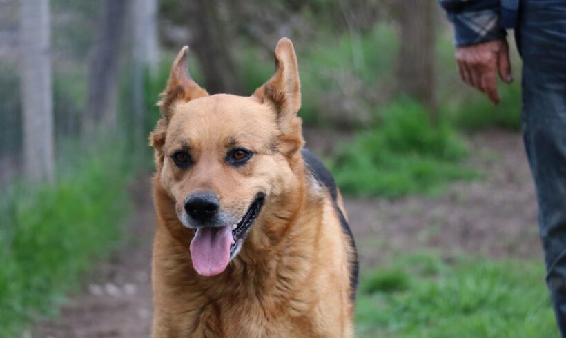 Luxy ♥ vermittelt in Ungarn ♥