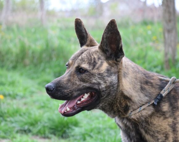 Rio ♥ vermittelt ♥ Danke für die Transportpatenschaft P. Weisenberger :-*