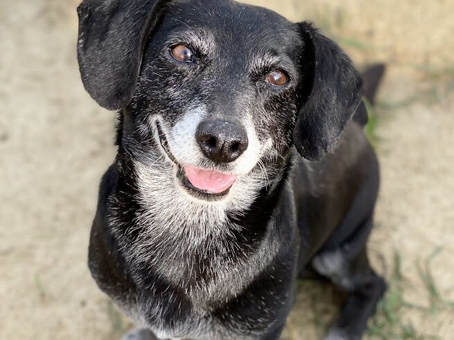 Pityu 3 ♥vermittelt♥