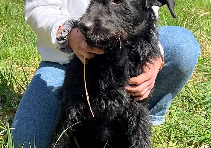 Negro 5 •vermittelt•