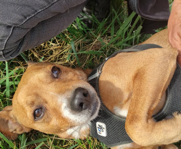 Tesco 2 ♥ vermittelt in Ungarn ♥