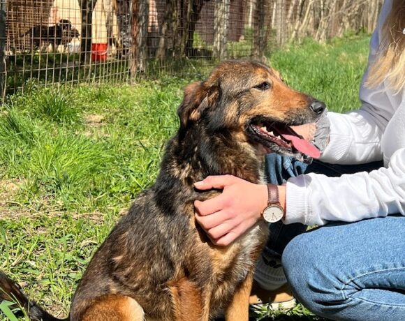 Alku 2 ! Transportpaten gefunden – Danke Fr. G. Young ! ♥vermittelt an die Tierhilfe Franken♥ 4-2022