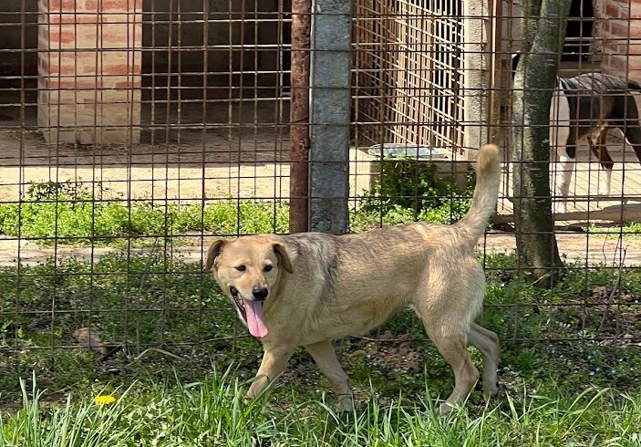 Bogi 7 +++in Ungarn vermittelt+++