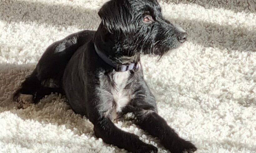 Felix ♥vermittelt♥