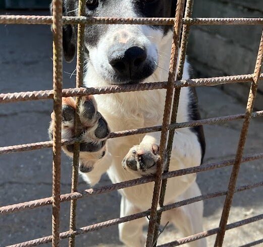 Javor •vermittelt•