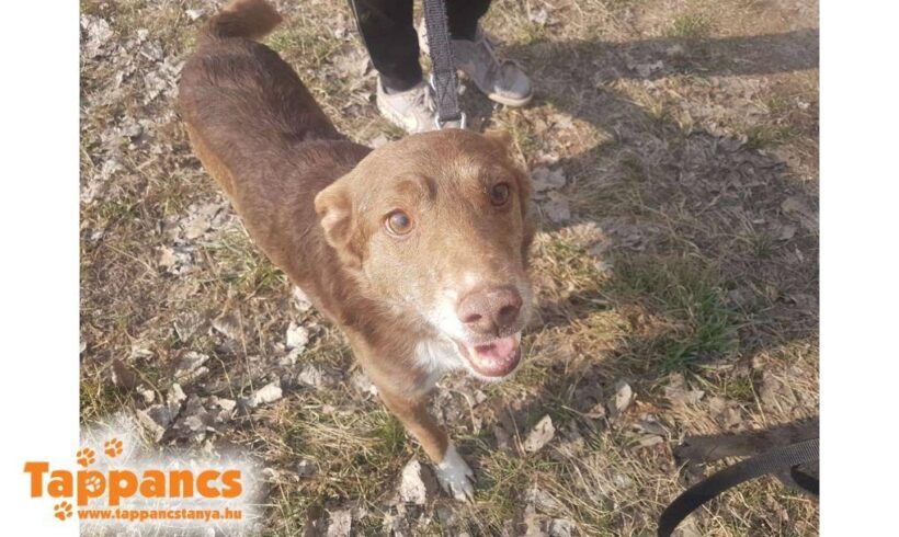 Lajta- vermittelt in Ungarn –